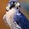 Adult Peregrine Falcon