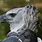 African Harpy Eagle