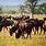 African Herd Animals