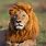 African Lions Wild Animals