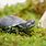 African Mud Turtle
