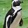 African Penguin Zoo