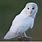 Albino Elf Owl