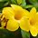 Allamanda Flower