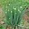 Allium Fistulosum Seed