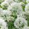 Allium White Giant