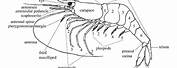 Amano Shrimp Anatomy