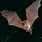 Amazing Bat