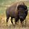 American Bison Cattle