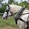 Amish Draft Horse Harness