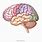 Anatomia Cervello