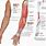 Anatomy of Arm