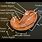 Anatomy of Ostium Model