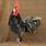 Andalusian Fowl