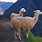 Andes Mountains Llama