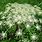 Angelica Pubescens