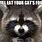 Angry Raccoon Meme