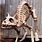 Animal Skeleton Decorations
