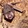 Animals Vampire Bat