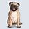 Animated Pug Pictures