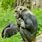 Ape Sitting