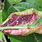 Aphids On Apple Tree Leaves