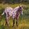 Appaloosa Horse Paintings
