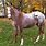 Appaloosa Red Roan Paint Horse