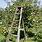 Apple Tree Ladder