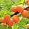 Apricot Fruit Tree
