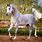 Arabian Horse Pictures