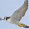 Arctic Peregrine Falcon
