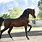Aria Impresario Arabian Stallion
