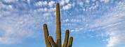 Arizona Desert Cactus