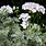 Artemisia Flower