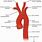 Artera Aorta