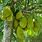 Artocarpus Integra
