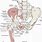 Asis Hip Anatomy