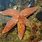 Asterias Starfish