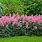 Astilbe Arendsii Group