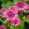 Astrantia Flower