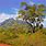 Australian Landscape Oil Paintings