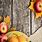 Autumn Apple Wallpaper