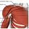Axillary Muscle Anatomy