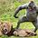 Baboon vs Gorilla