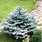 Baby Blue Spruce Shrub with Silvery Turquoise Evergreen Needles