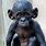 Baby Bonobo Monkey