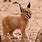 Baby Caracal Lynx
