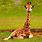 Baby Giraffe Background