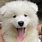 Baby Samoyed Puppy